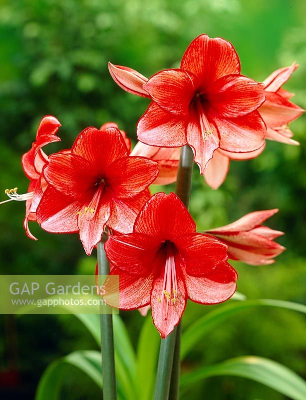 Hippeastrum Charisma