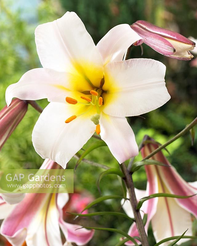 Lilium regale