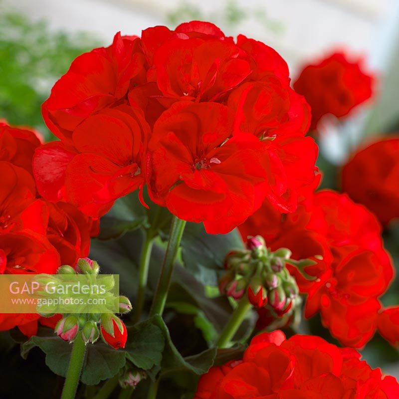 Pelargonium red