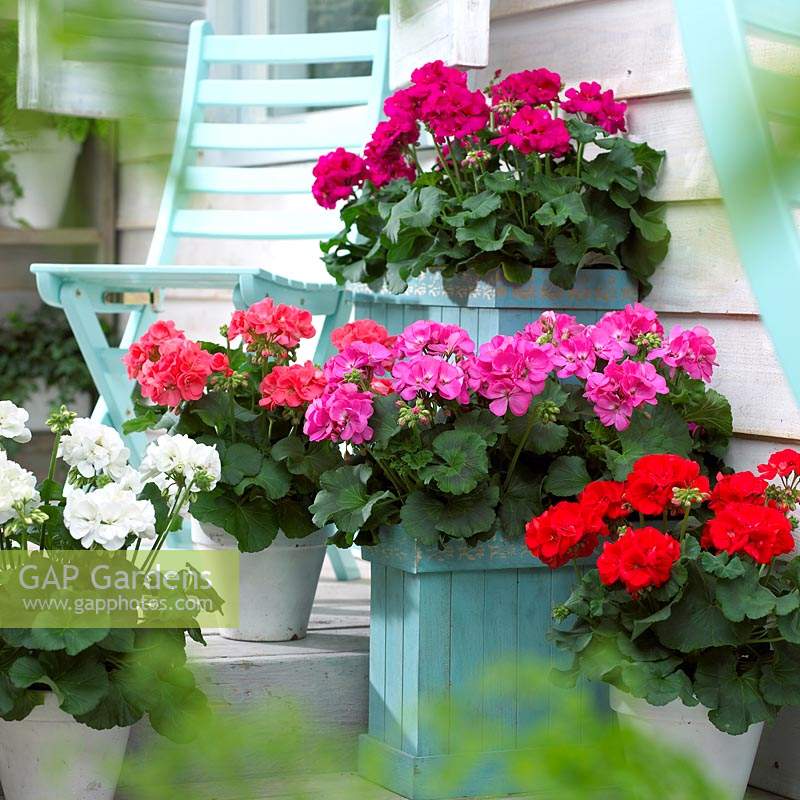 Pelargonium mixed