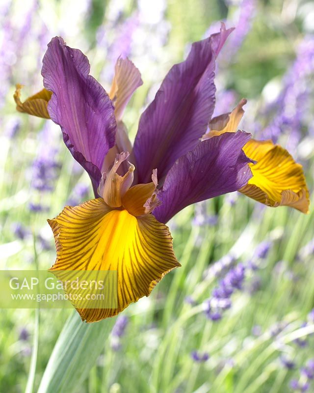 Iris Tiger Stripe