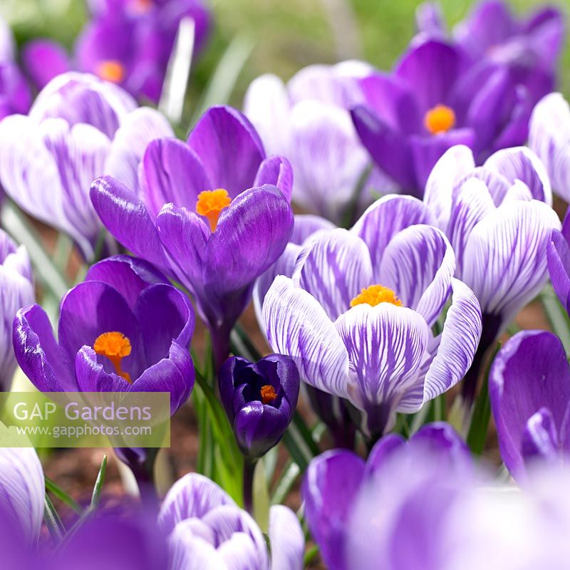 Crocus vernus Flower Record, Pickwick