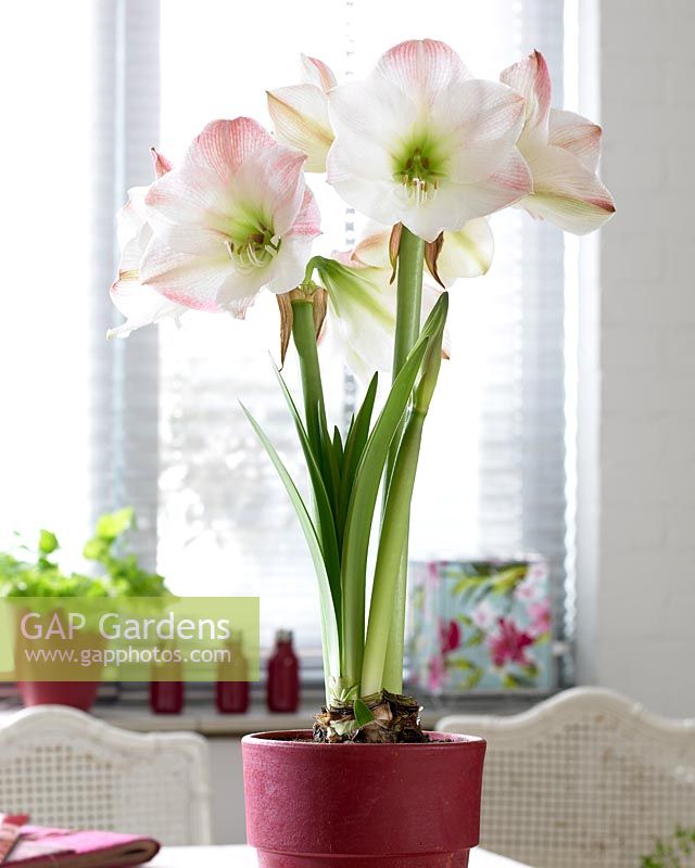 Hippeastrum Apple Blossom