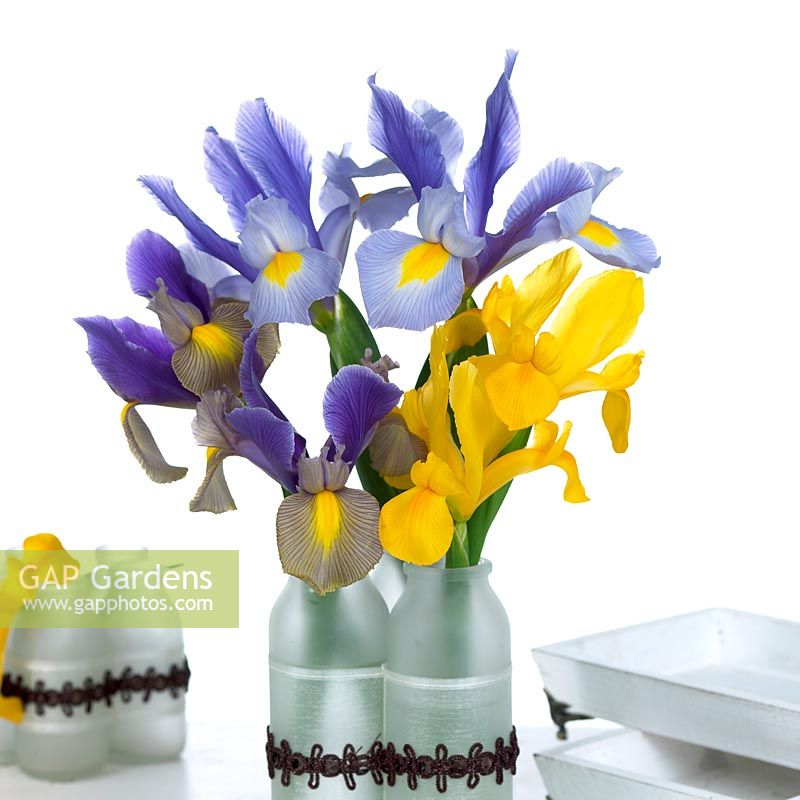 Irises in vase