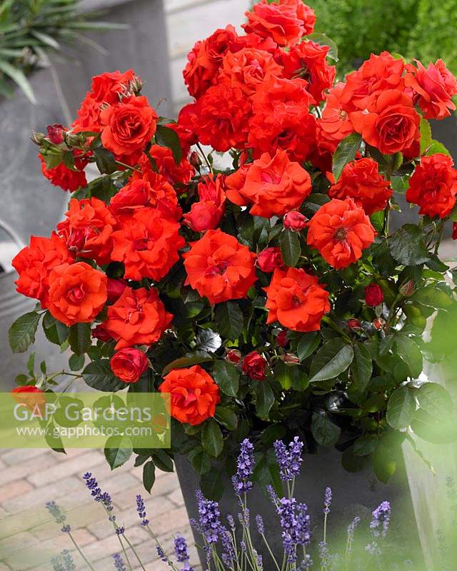 Rosa Olympisches Feuer 92