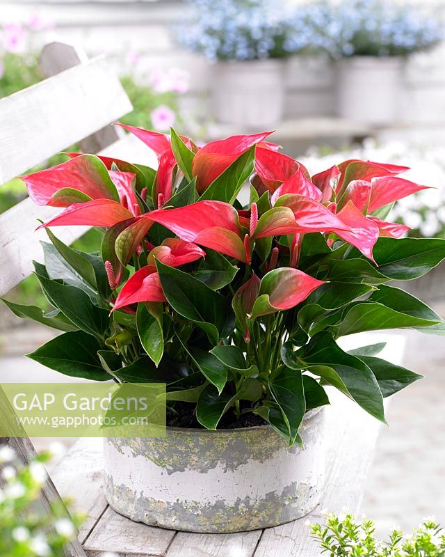 Anthurium Nano Pink