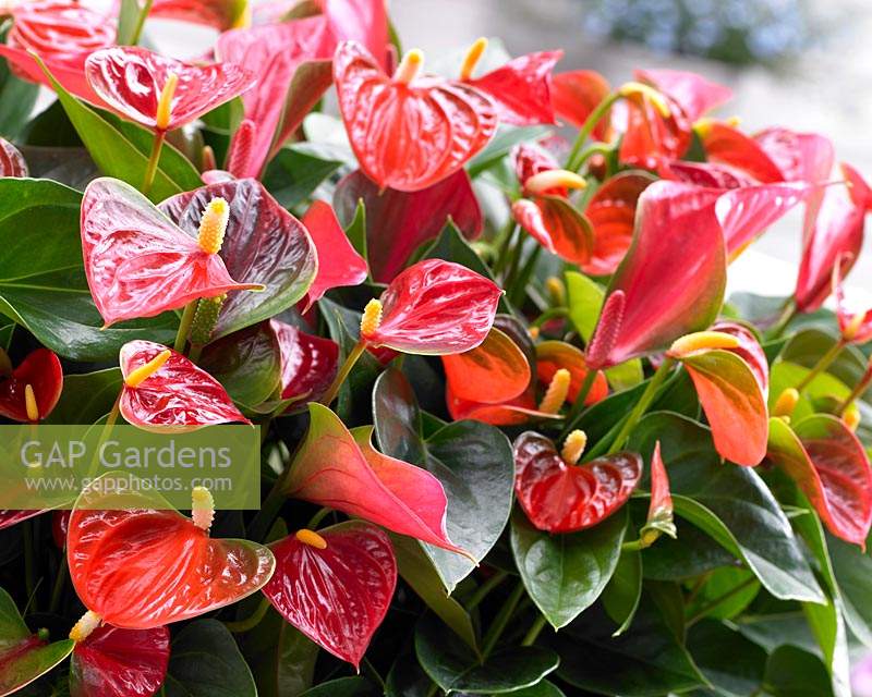 Anthurium mixed