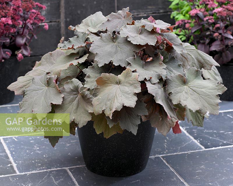 Heuchera villosa Bronze Beauty