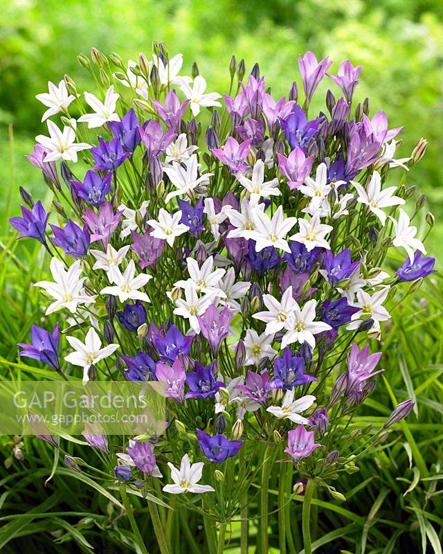 Triteleia mixed