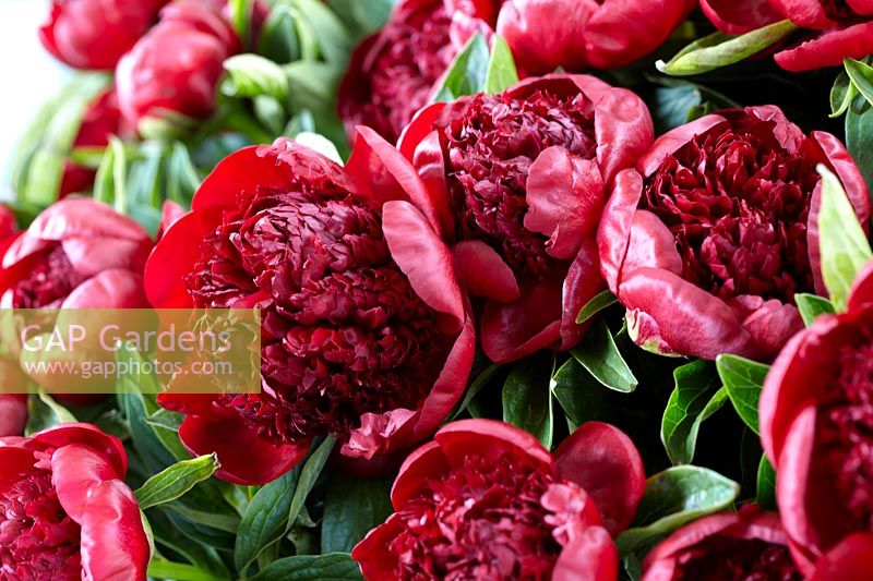 Paeonia Red Charm