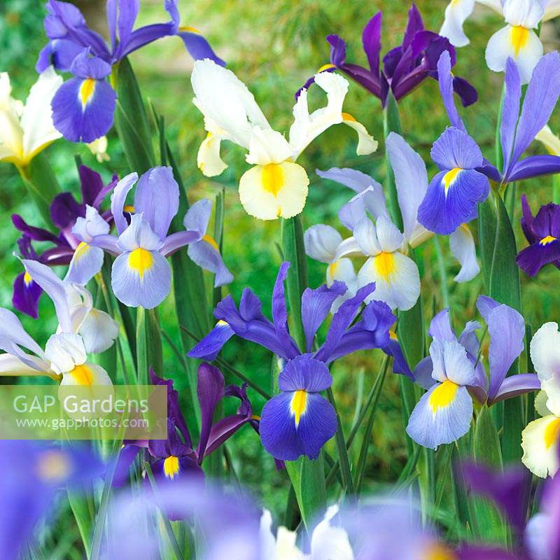 Iris mixed