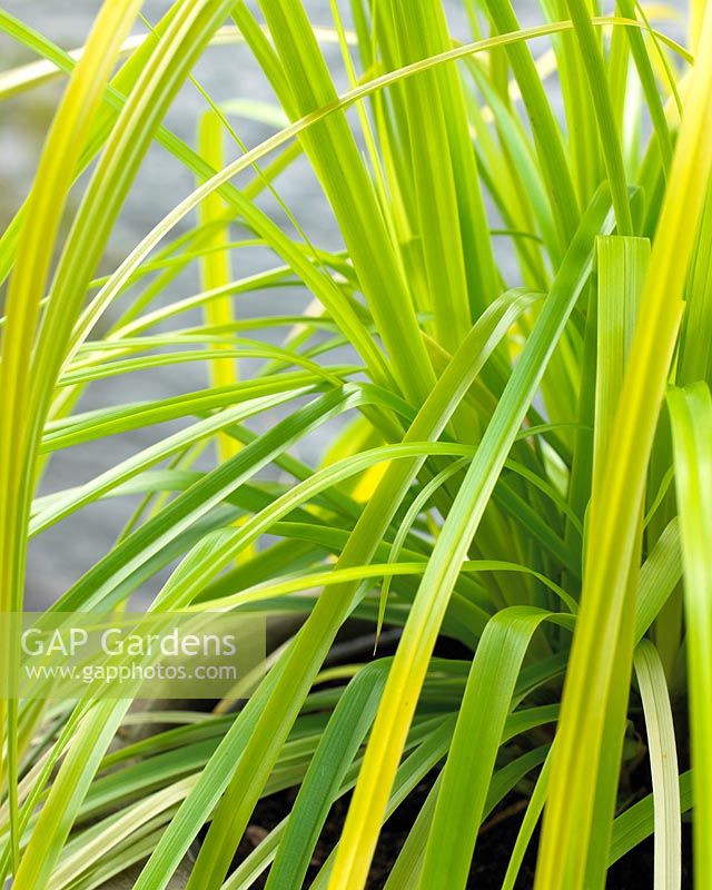 Carex EverColorÂ® Everillo