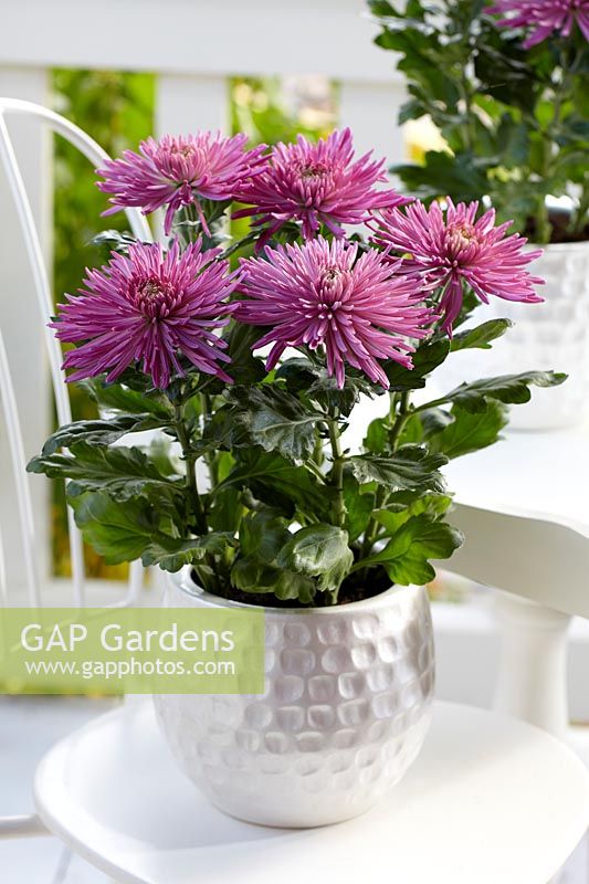 Chrysanthemum Anastasia Lilac