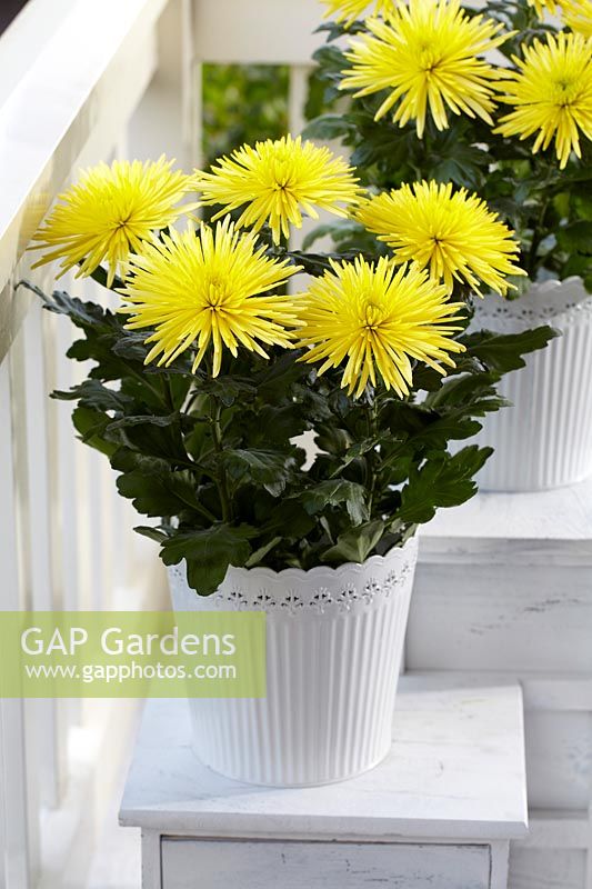 Chrysanthemum Anastasia Sunny