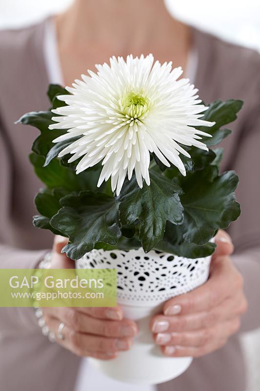 Chrysanthemum Anastasia