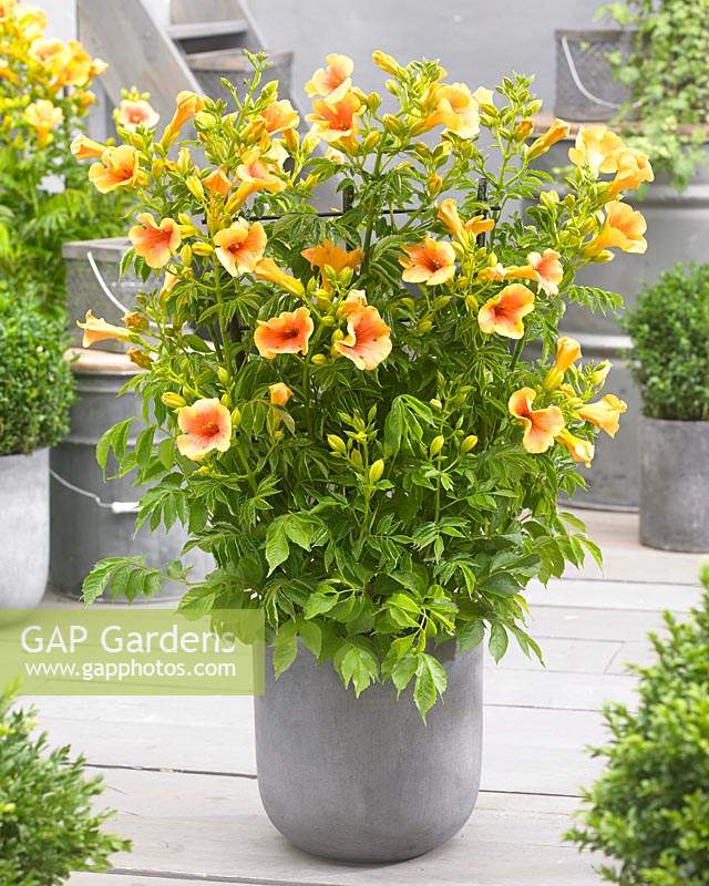 Campsis Yellow Trumpet