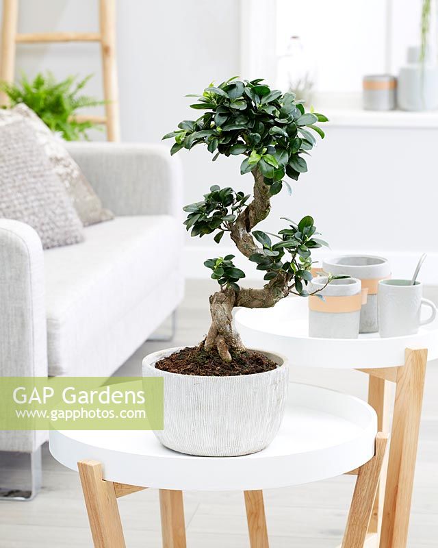 Ficus microcarpa Ginseng bonsai