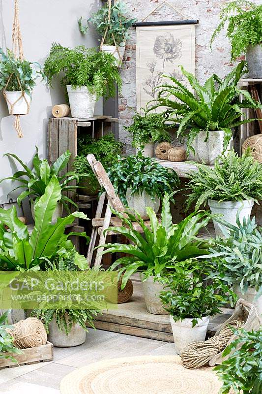 Fern collection