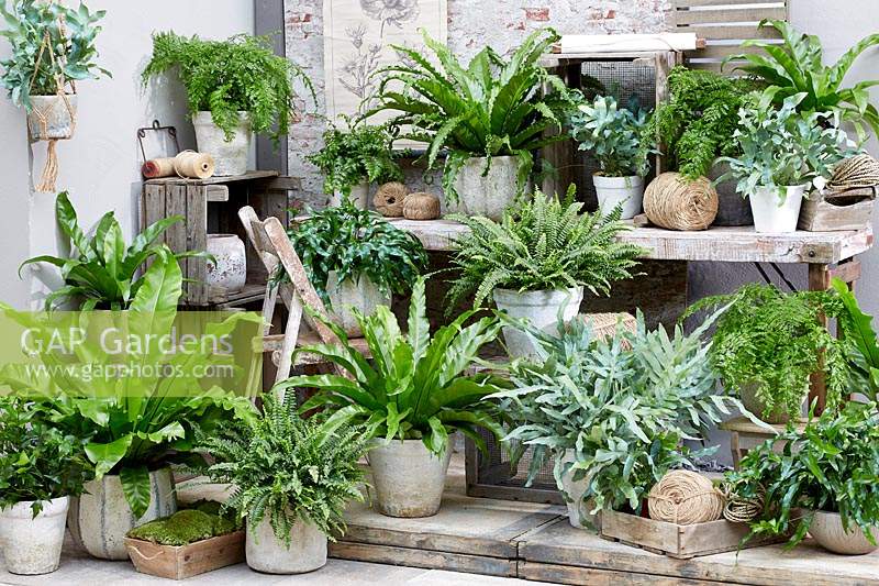 Fern collection