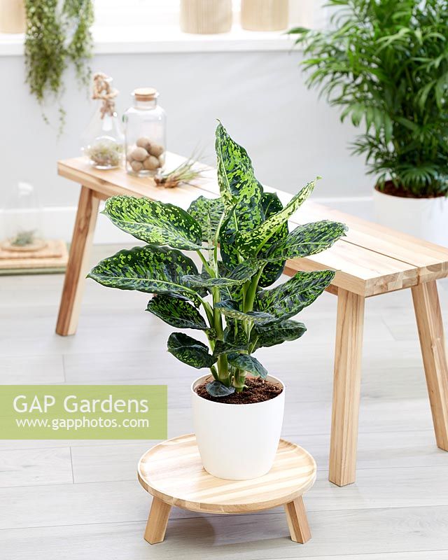 Dieffenbachia Reflector