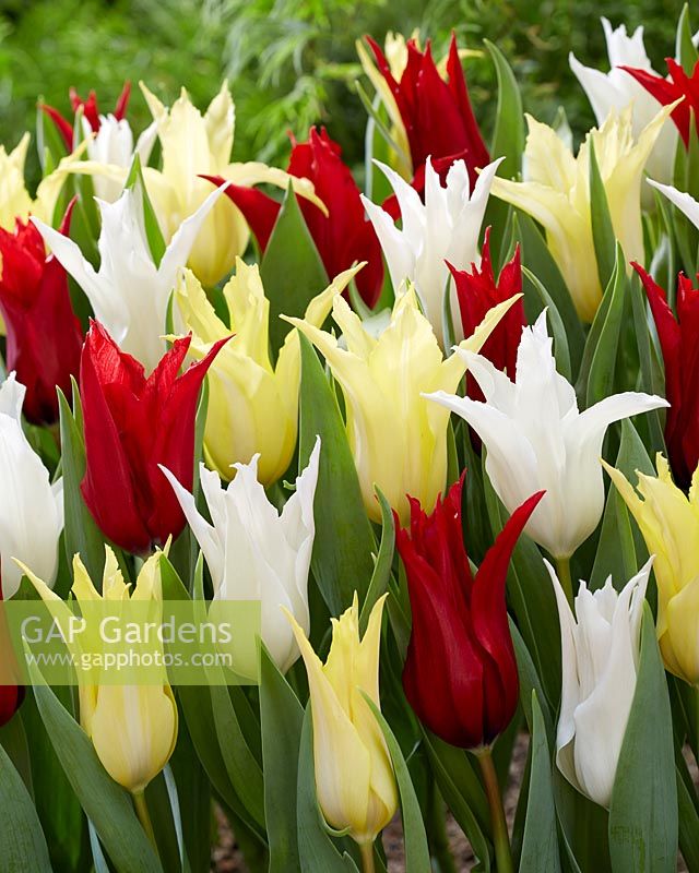 Tulipa Chic mix