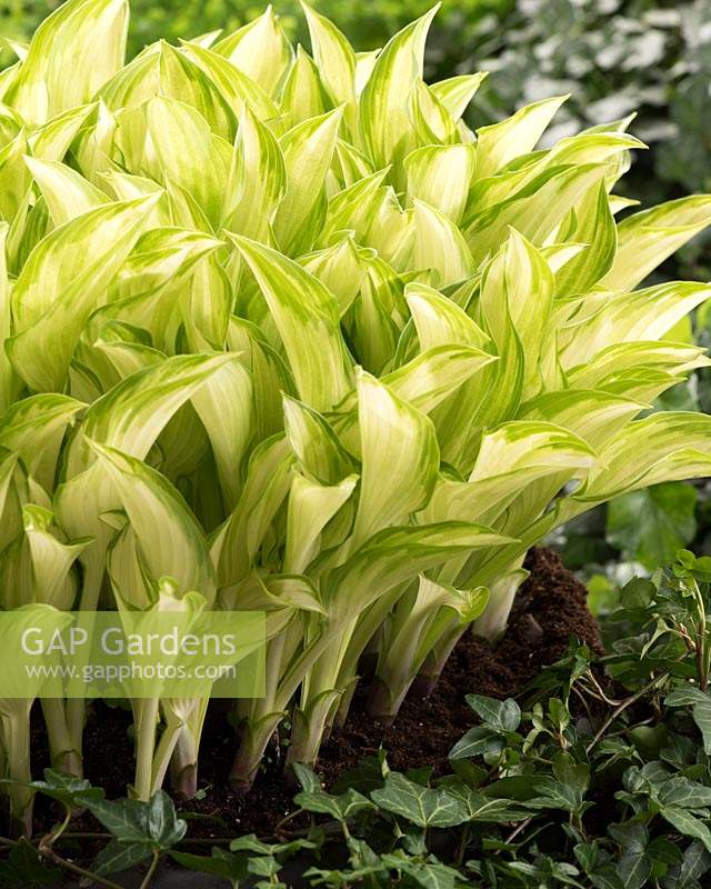 Hosta Kiwi Spearmint