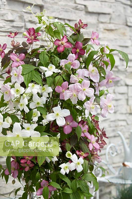 Clematis montana Carnaval