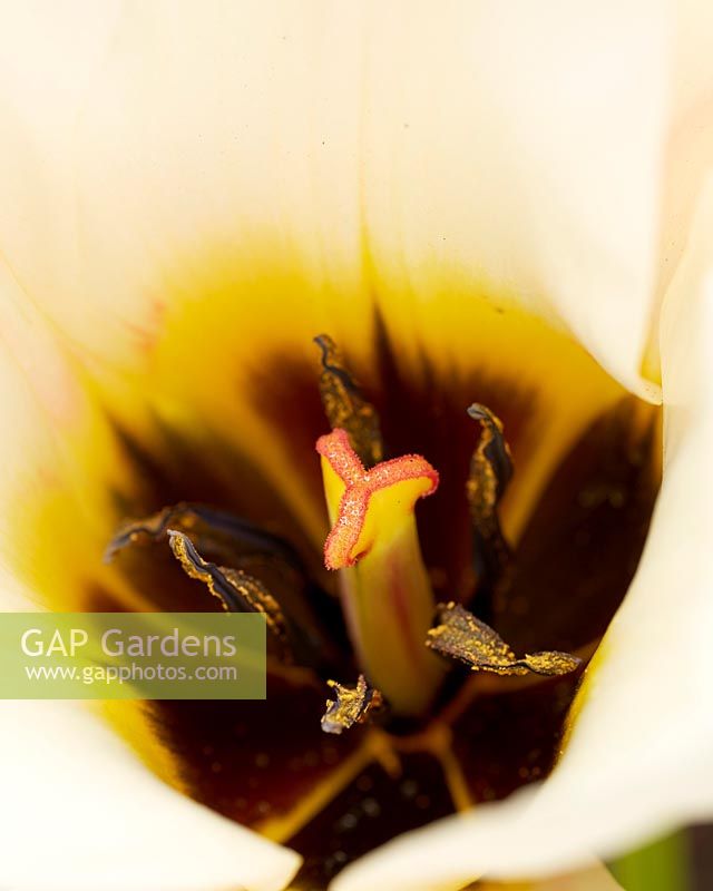 Tulipa multi-flowering detail
