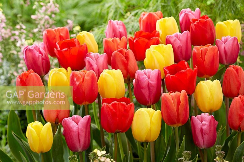 Tulipa mix