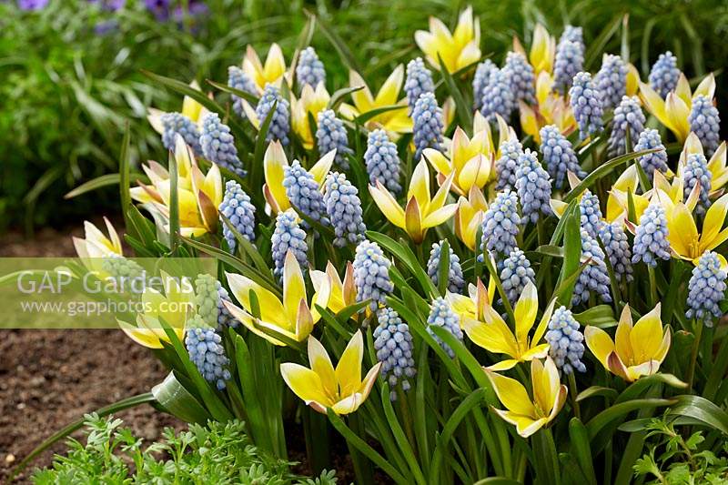 Tulipa Tarda, Muscari Valerie Finnis