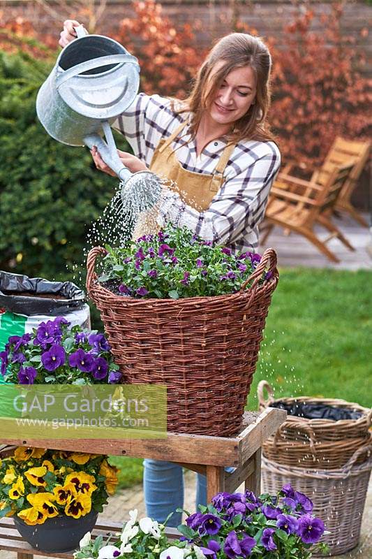 Young lady watering pansies