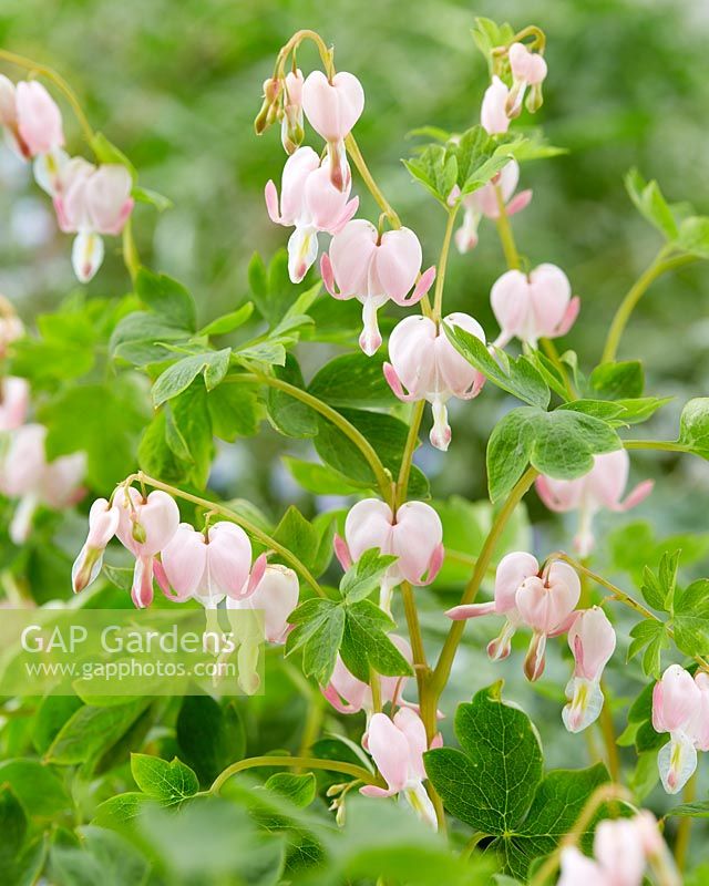 Dicentra spectabilis Cupid Â®