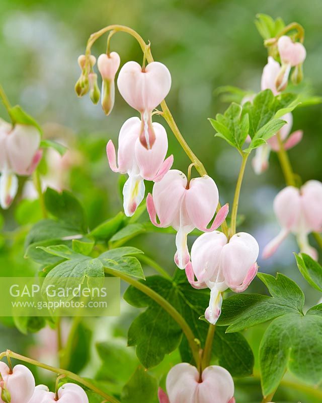 Dicentra spectabilis Cupid Â®