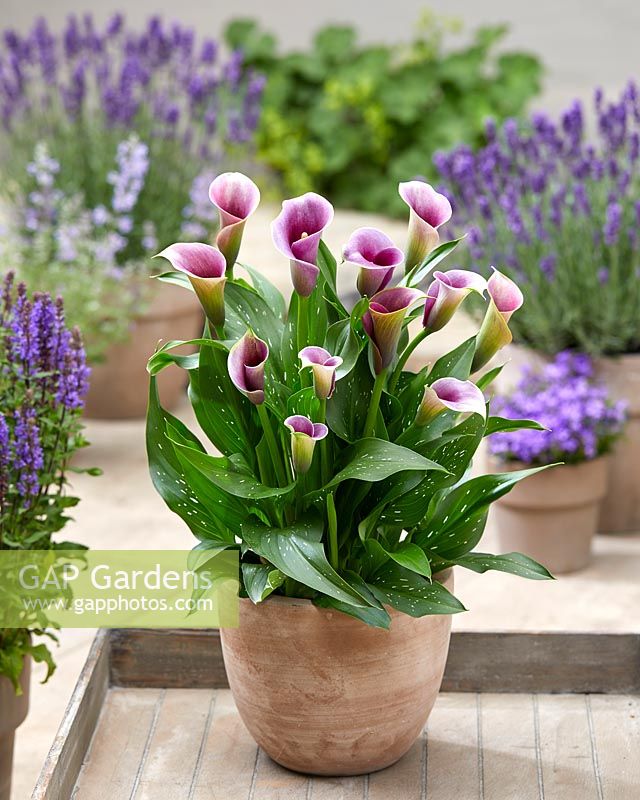 Zantedeschia Captain Miro