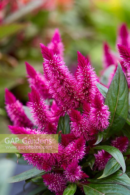 Images Found For Celosia Gap Gardens Page 2