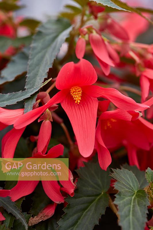 Begonia Waterfalls Encanto Pink