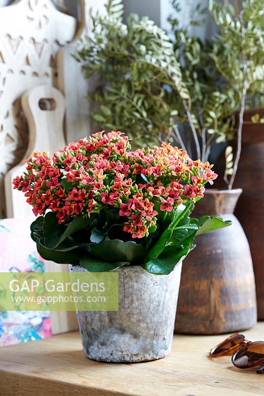 Kalanchoe 18081 Tiger E