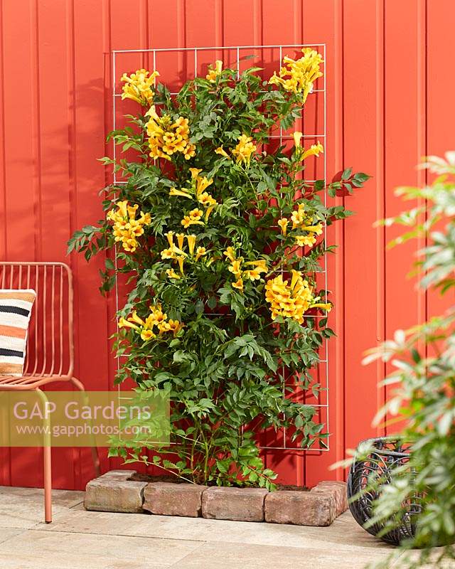 Campsis radicans Golden Trumpet 