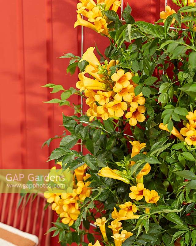 Campsis radicans Golden Trumpet 