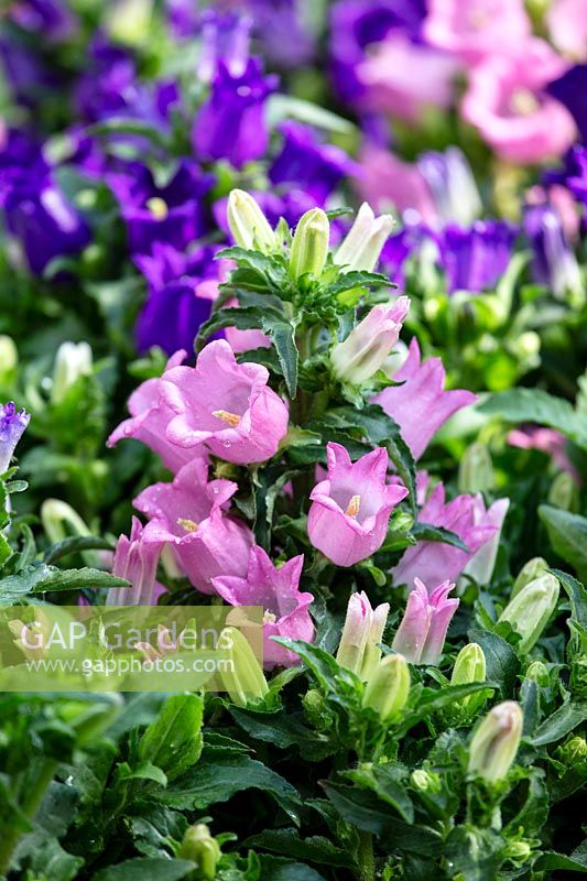 Campanula medium Champion Pink