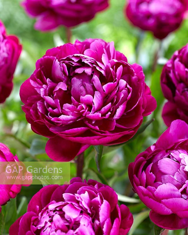 Paeonia Peter Brand... stock photo by Visions, Image: 0988866