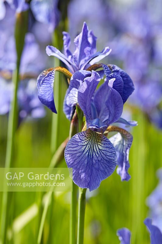 Iris sibirica Fran's Gold