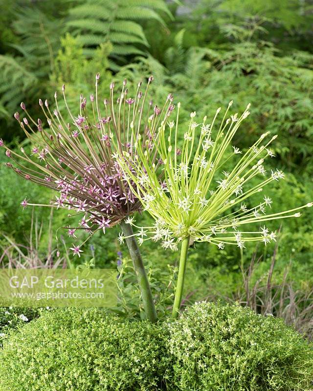 Allium schubertii