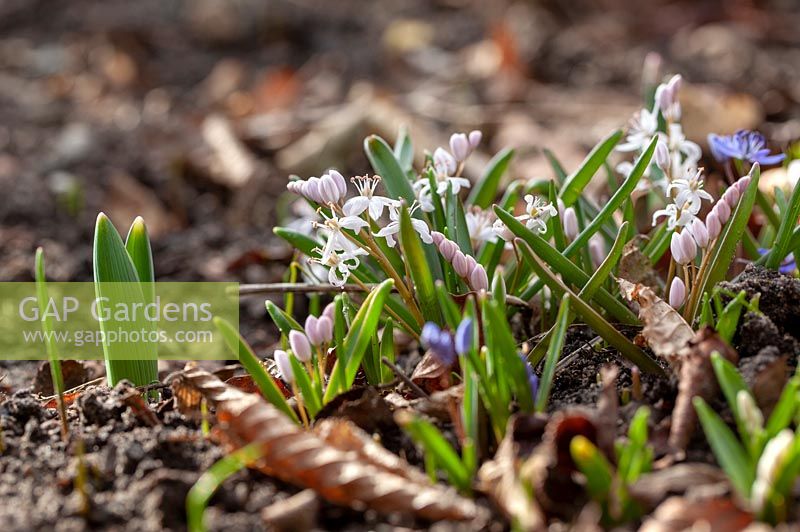 Scilla bifolia mix