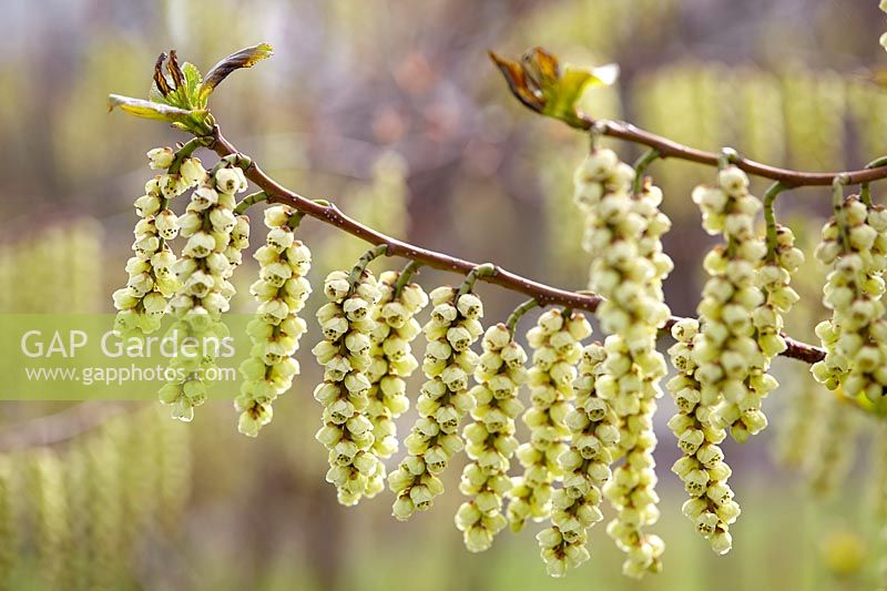 Stachyurus chinensis