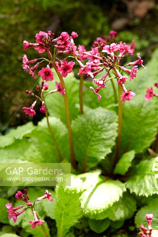 Primula japonica