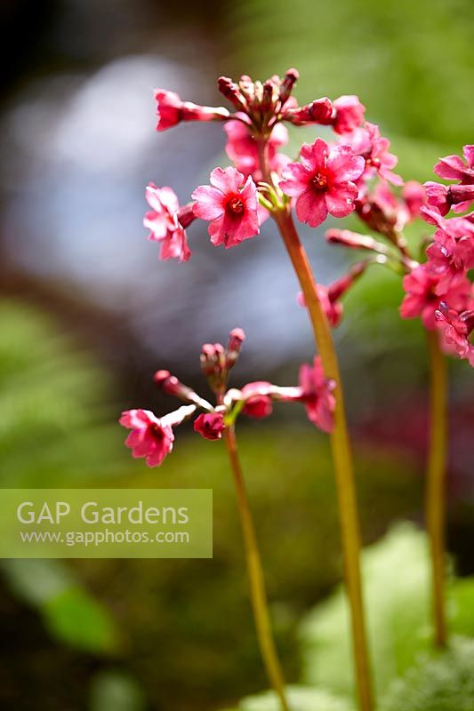 Primula japonica