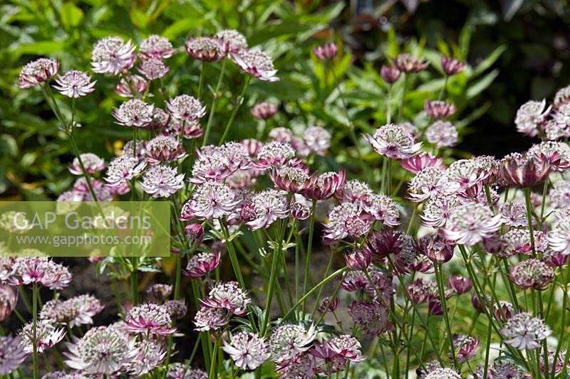 Astrantia major Midnight Owl