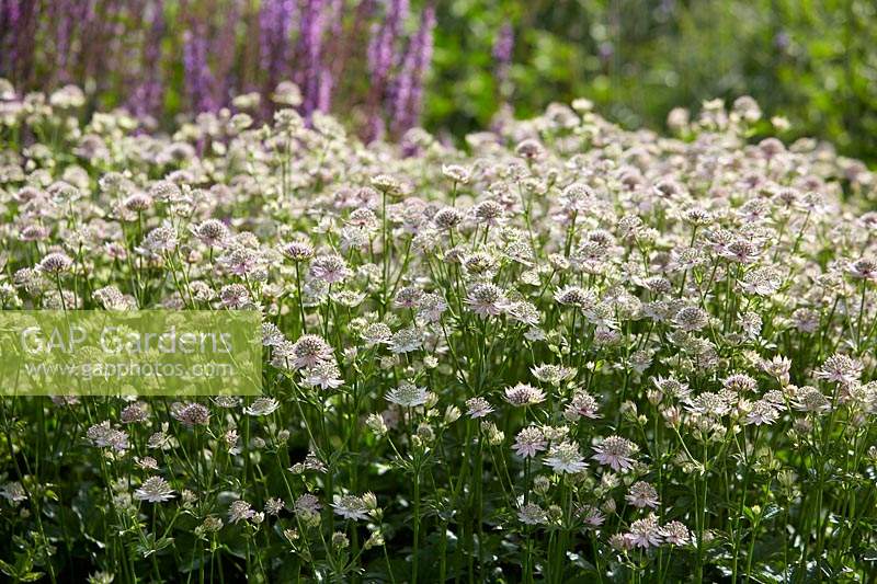 Astrantia major Florence