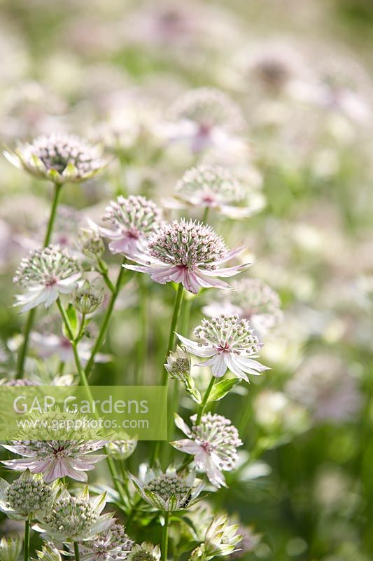 Astrantia major Florence